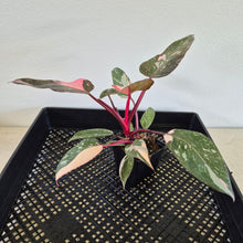 Load image into Gallery viewer, Philodendron Pink Princess Galaxy Variegated exact plant, Fedex 2day*
