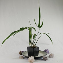 Load image into Gallery viewer, Philodendron Holtonianum, Exact Plant
