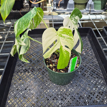 Load image into Gallery viewer, Monstera Borsigiana Albo Deliciosa, Exact Plant Variegated Ships Nationwide
