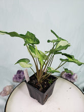 Load image into Gallery viewer, Three Kings Magic Marble, exact plant, double plant, variegated Syngonium, ships nationwide
