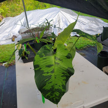 Load image into Gallery viewer, Homalomena Schismatoglottis Neoguineensis, Exact Plant Ships Nationwide
