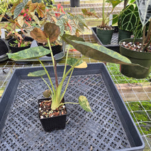 Load image into Gallery viewer, Alocasia Wentii Aurea, Exact Plant, Ships Nationwide
