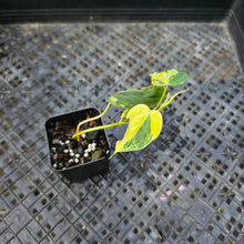 Load image into Gallery viewer, Philodendron Hederaceum Micans Aurea, Exact Plant Variegated Ships Nationwide
