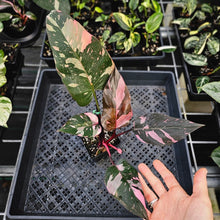 Load image into Gallery viewer, Philodendron Pink Princess Galaxy, Exact Plant Variegated Ships Nationwide
