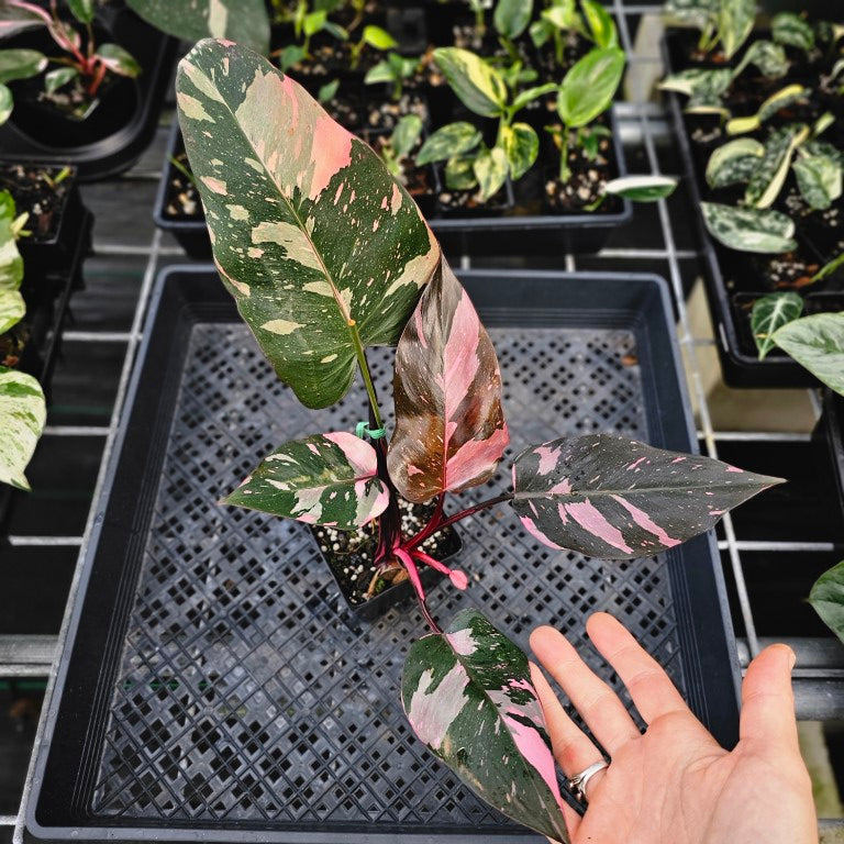 Philodendron Pink Princess Galaxy, Exact Plant Variegated Ships Nationwide