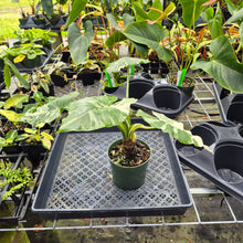 Load image into Gallery viewer, Alocasia Odora, Okinawa Silver, Exact Plant Variegated Ships Nationwide
