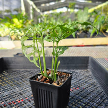 Load image into Gallery viewer, Monstera Obliqua Peru, Exact Plant 4&#39;&#39; pot Ships Nationwide
