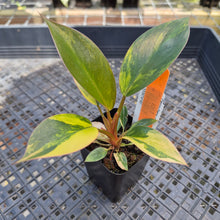 Load image into Gallery viewer, Philodendron Red Congo, Exact Plant Variegated Ships Nationwide
