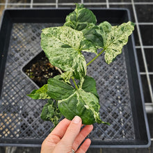 Load image into Gallery viewer, Syngonium Mojito, Exact Plant Variegated Ships Nationwide
