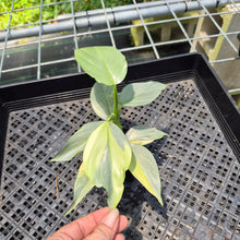 Load image into Gallery viewer, Philodendron Hastatum Silver Sword Variegated exact plant, Fedex 2day*
