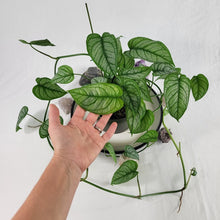 Load image into Gallery viewer, Monstera Siltepecana El Salvador, Exact Plant multi pot of 5 Ships Nationwide
