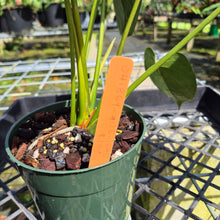 Load image into Gallery viewer, Anthurium Shibori, Exact Plant Variegated
