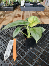 Load image into Gallery viewer, Alocasia silver dragon aurea Exact Plant Variegated Ships Nationwide
