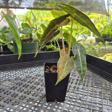 Load image into Gallery viewer, Alocasia polly aurea variegated, Exact Plant Ships Nationwide.
