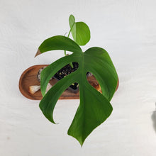 Load image into Gallery viewer, Monstera Sierrana Hawaii Clone 4" pot, Fedex 2day*
