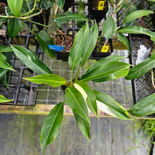 Load image into Gallery viewer, Philodendron Wend Imbe, Exact Plant Variegated Ships Nationwide
