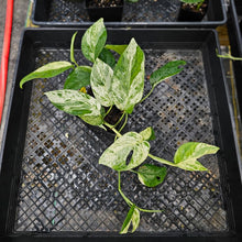 Load image into Gallery viewer, Epipremnum Pinnatum Marble, Exact Plant Variegated triple plant pot Ships Nationwide
