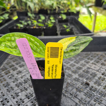 Load image into Gallery viewer, Monstera Peru "Karstenianum", Exact Plant Variegated Ships Nationwide
