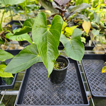 Load image into Gallery viewer, Anthurium Shibori, Exact Plant Variegated
