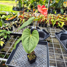 Load image into Gallery viewer, Anthurium Shibori Koi "orange speckled", Exact Plant Ships Nationwide
