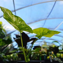 Load image into Gallery viewer, Alocasia Gageana Aurea, Exact Plant Variegated 4&#39;&#39; pot
