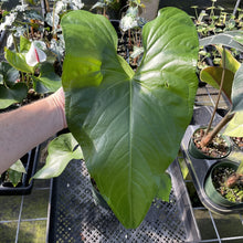 Load image into Gallery viewer, Anthurium Watermaliense exact plant, Fedex 2day
