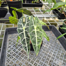 Load image into Gallery viewer, Alocasia Polly Aurea variegated exact plant, Fedex 2day*
