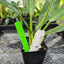 Load image into Gallery viewer, Philodendron Campii Lynette, Exact Plant Ships Nationwide
