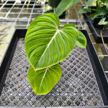 Load image into Gallery viewer, Philodendron Gloriosum, Pink Veined Back, Exact Plant 3 growth points
