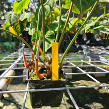 Load image into Gallery viewer, Philodendron Gloriosum, Pink Veined Back, Exact Plant Double plant pot
