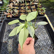 Load image into Gallery viewer, Philodendron Hastatum Silver Sword Variegated exact plant, Fedex 2day*
