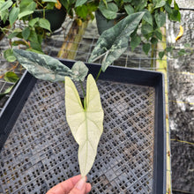 Load image into Gallery viewer, Alocasia simpo albo Exact Plant Ships Nationwide
