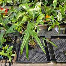 Load image into Gallery viewer, Philodendron Holtonianum, Exact Plant Ships Nationwide
