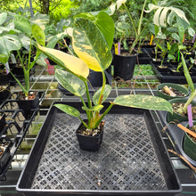 Load image into Gallery viewer, Philodendron Green Congo Nuclear Variegated exact plant, Fedex 2day*
