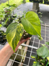 Load image into Gallery viewer, Monstera Deliciosa Aurea variegated 2.5" pot 2DayAir
