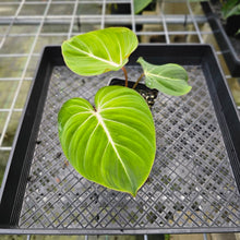 Load image into Gallery viewer, Philodendron Gloriosum, Pink Veined Back, Exact Plant 2 growth points
