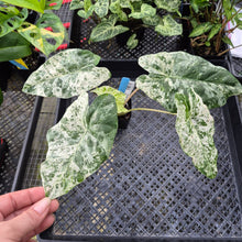 Load image into Gallery viewer, Alocasia Odora Batik, Exact Plant Variegated Ships Nationwide
