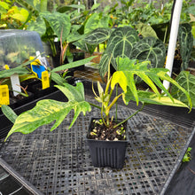 Load image into Gallery viewer, Philodendron Florida Beauty X Tortum, Exact Plant Variegated Ships Nationwide
