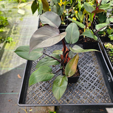 Load image into Gallery viewer, Philodendron Royal Queen, Exact Plant Ships Nationwide
