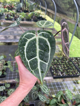 Load image into Gallery viewer, Anthurium Red Crystallinum Doc Block 4" pot, Fedex 2day*
