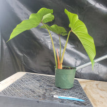 Load image into Gallery viewer, Philodendron Plowmanii, Exact Plant Ships Nationwide
