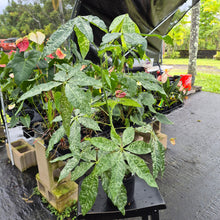 Load image into Gallery viewer, Pachira Aquatica Money Tree, Exact Plant Variegated Ships Nationwide
