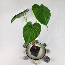 Load image into Gallery viewer, Philodendron Pastazanum, Exact Plant Large
