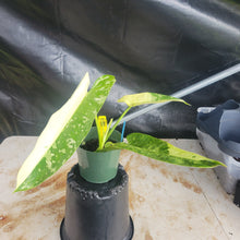 Load image into Gallery viewer, Philodendron Jose Buono, Exact Plant Variegated Ships Nationwide
