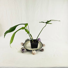 Load image into Gallery viewer, Philodendron Joepii, Exact Plant Ships Nationwide
