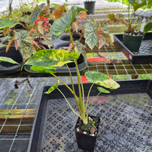 Load image into Gallery viewer, Alocasia Macrorrhiza Schock Treatment, Exact Plant Variegated Ships Nationwide
