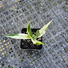 Load image into Gallery viewer, Spathiphylum Peace Lily City of Angels, Exact Plant Variegated 2.5&#39;&#39; pot
