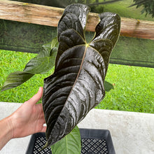 Load image into Gallery viewer, Anthurium Moodeanum x Veitchii, exact plant, Fedex 2day*
