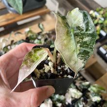 Load image into Gallery viewer, Alocasia Polly Pink variegated 2.5" pot, Fedex 2day*
