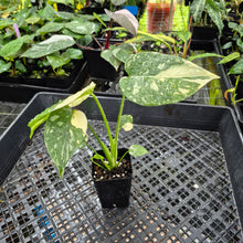 Load image into Gallery viewer, Monstera Creme Brulee , Exact Plant Variegated Ships Nationwide

